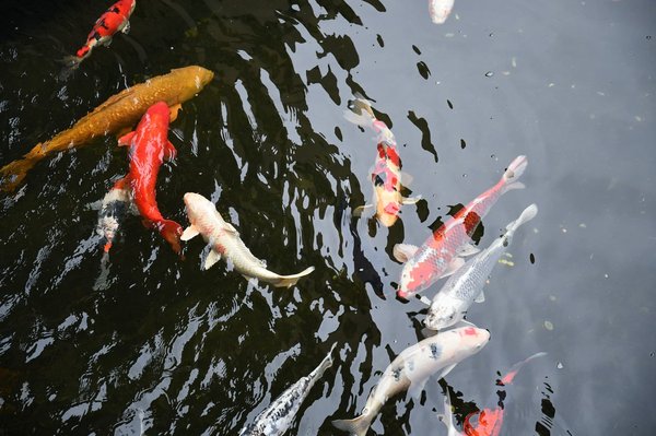 Comment utiliser les principes du Feng Shui pour aménager une chambre propice au repos?